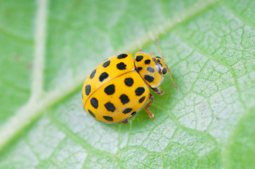 Detail of yellow ladybird  (Psyllobora vigintiduopunctata)