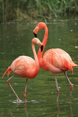 Two red flamingos in the water