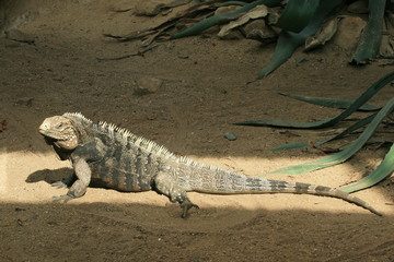 Chameleon heat up in the sun