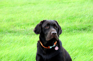 chocolate labrador