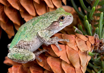 Gray tree frog on a pine cone