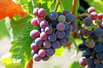Red Wine Grape