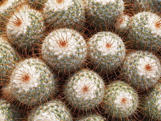 cactacées