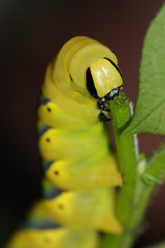 Hawk Moth Caterpillar Closeup