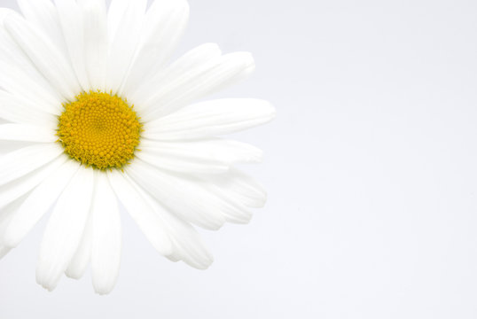 beautiful daisy flower on a white background
