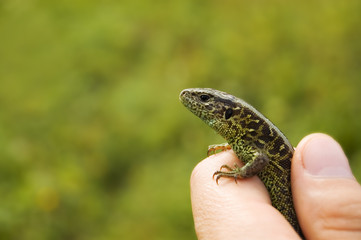 lizard in hand on green background
