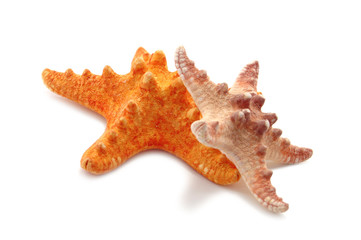 starfish isolated on white background