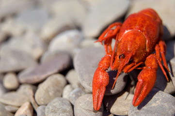 Boiled crawsih on pebble beach of Crimean Black sea coast