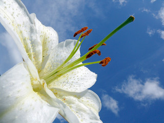 Makro,Lilium © Swetlana Wall