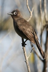 Cape Bulbul bird with striking brown eye perched on a branch