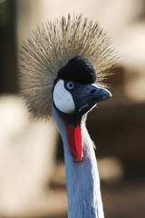Fototapeta premium Portrait of a beautiful Crowned Crane with striking feathers