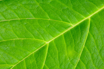 Fototapeta na wymiar Tekstura zielonych liściach roślin bliska