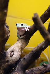 Frog on a tree