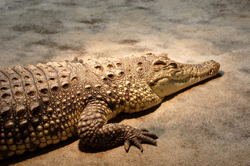Obraz premium Crocodile