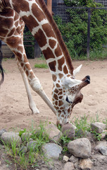 Giraffe