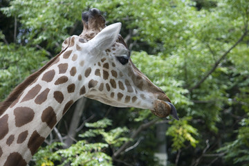 Fototapeta premium Giraffe steckt Zunge raus