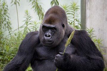 Naklejka premium Gorilla