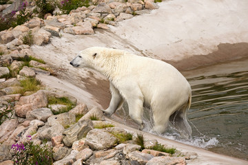 Fototapeta na wymiar big polar bear leaving water closeup