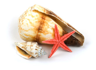 Shellfish and starfish isolated on white background