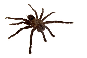 Tarantula spider isolated over white