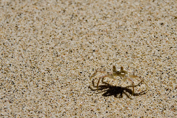 A lonley crab on the white beach of samoa
