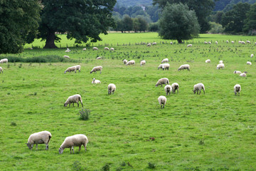 Obraz premium sheep grazing