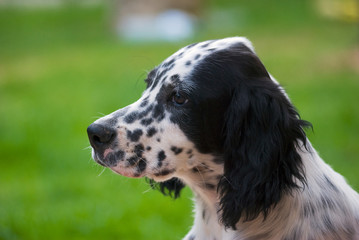 portrait de chiot setter anglais