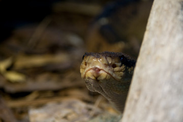 the poisonous brown viper in the woods