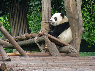 China Sichuan Giant Panda 05
