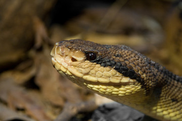 the poisonous brown viper in the woods