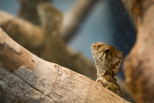 a brown lizard looking over a tree in the woods of costa rica