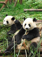 China Sichuan Giant Panda 07