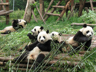 China Sichuan Giant Panda 06