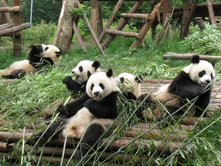 Crédence de cuisine en verre imprimé Panda Chine Sichuan Panda Géant 06