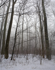 heavy fog as the sun comes up over snow