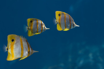 Naklejka premium Buttrflies