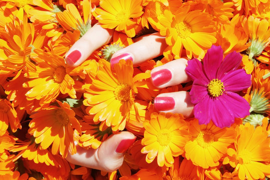 woman's hend with bright flowers