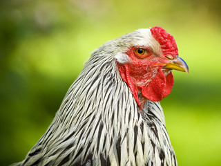 portrait of a Brahma rooster