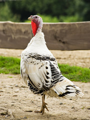female turkey running free at a farm