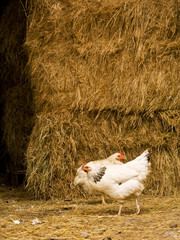 zwei freilaufende hühner vor heuhaufen auf bauernhof