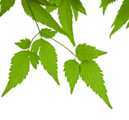 Leaves of clematis. Object over white