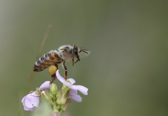 Biene sammelt Honig