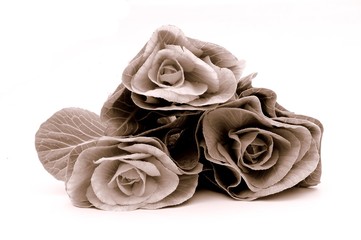 cabbage flowers