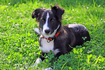 border collie