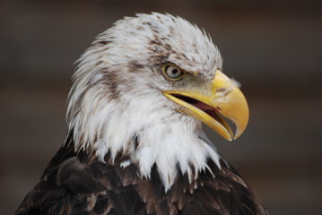 puissance et vigilance