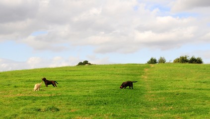 Fototapeta na wymiar three labradors on the hill
