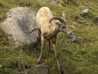 mouflon