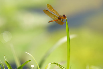 Libelle auf Grashalm