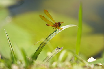 Libelle auf Grashalm