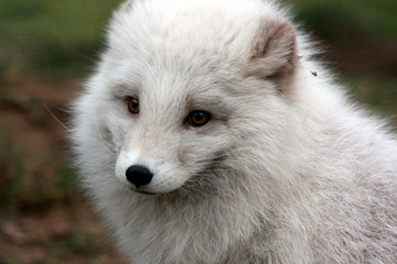 Polarfuchs